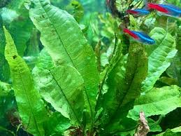 Java Fern (Microsorum pteropus)